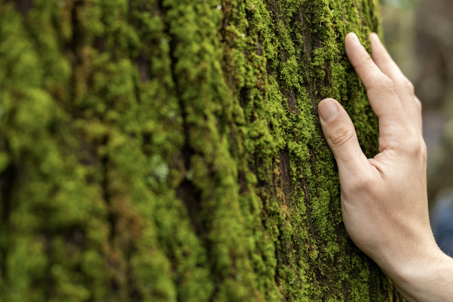 Mano en un árbol
