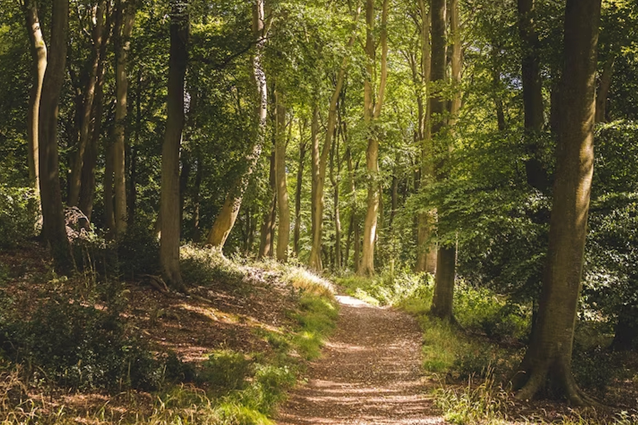 Camino en el bosque