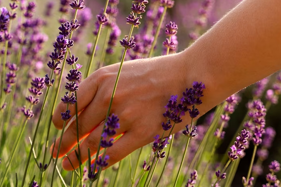 Naturaleza flores